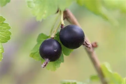 Čierne ríbezle - Ribes nigrum