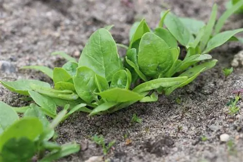 Menanam bayam - menabur dan merawatnya di kebun sayur