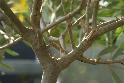 Olive tree loses leaves - causes of yellow leaves + the solution