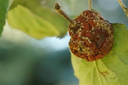 Apple - straff - sjukt