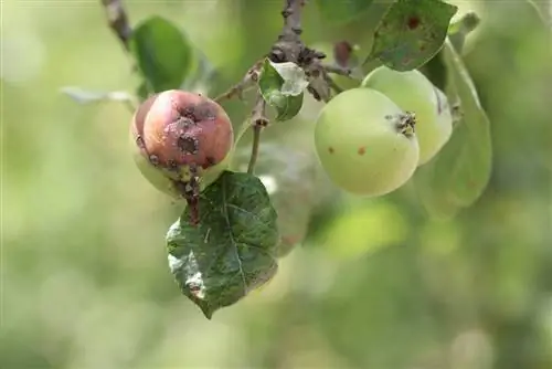 Ziekten aan de appelboom bestrijden - schade herkennen