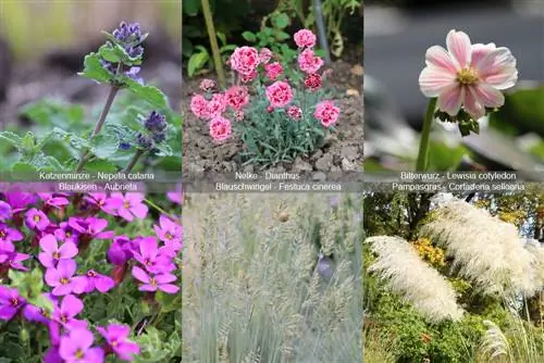 Plantes de jardí de roca