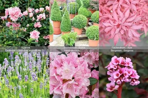 Plantes de jardí de roca: idees per a arbustos, plantes perennes i herbes