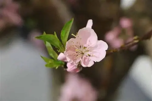 Тоор мод - Prunus persica