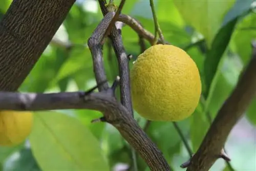 עץ לימון