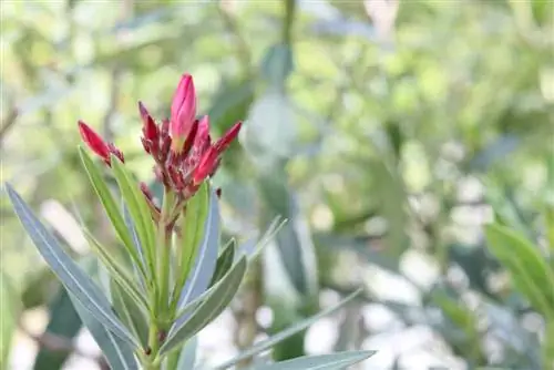 Potta om Oleander - När? Vilken jord? All information här