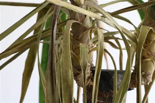 Solución: palma de yuca, lirio de palma con hojas amarillas/puntas marrones