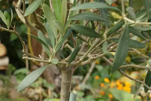 የወይራ ዛፍ - Olea europaea