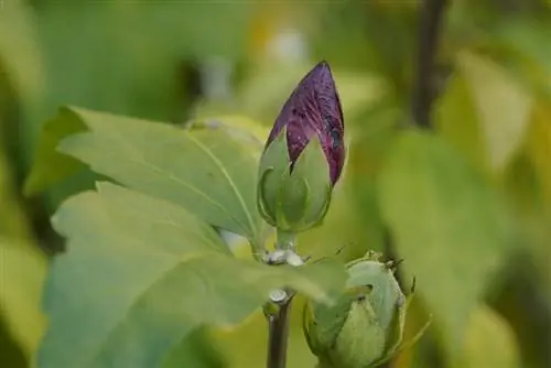 Hibiscus - Hibiscus