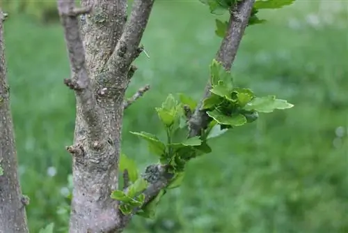 Hibiscus - Hibiscus