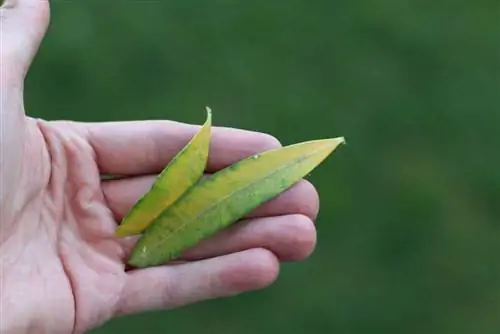 ยี่โถ