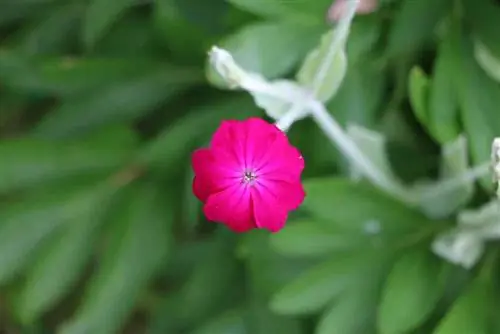 Campion - Cẩm Chướng Nhung - Lychnis coronaria