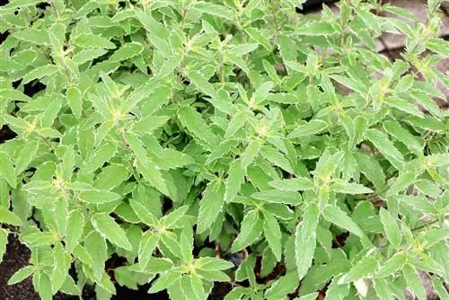 Flor-de-barba - Caryopteris clandonensis