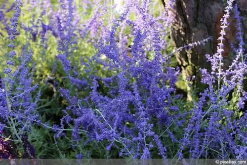 Blue Rue Perovskia