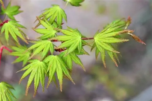 Panje japoneze - Acer palmatum