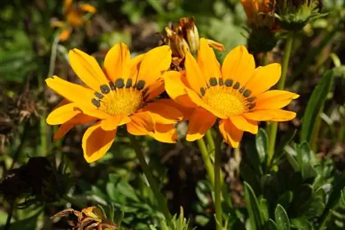 Gazania - Gazania