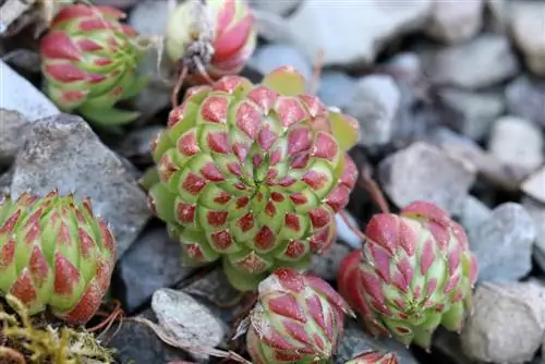 Houseleek-Sempervivum