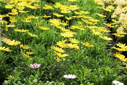 Kepi i margaritës - Osteospermum