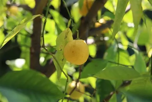 Potatura dell'albero di limone: quando e come si pota?