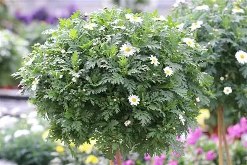 Daisy trunk