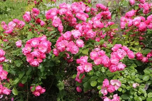 Corte de rosas de canteiro e rosas padrão - instruções