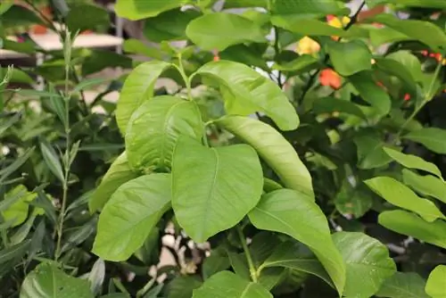 Sinaasappelboom - Citrus sinensis