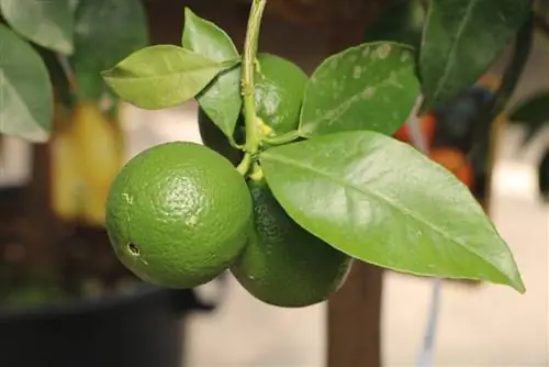 Pomerančovník - Citrus sinensis