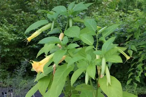 Mələyin trubası - Brugmansia