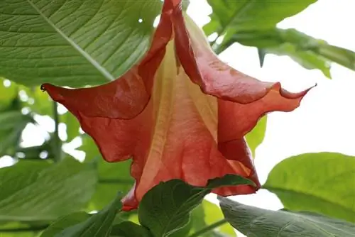 Mələyin trubası - Brugmansia