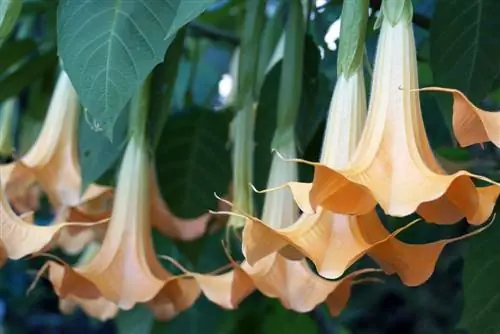 Boria e Engjëllit, Brugmansia - informacion mbi toksicitetin dhe udhëzimet e kujdesit