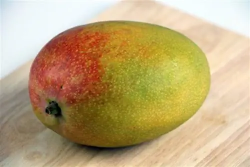 Mango ağacı meyvesi