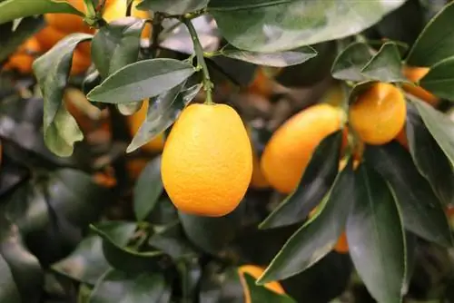 Calamondin - Narenciye mitis