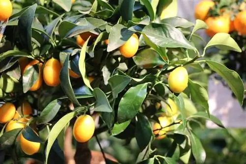 Citrus mitis Calamondin orange, dwarf orange - Care & Pruning