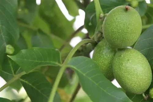 Valnöt - Juglans regia