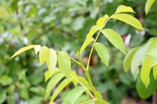 Valnøtttre, Juglans regia - Profil, Planter & Pleie