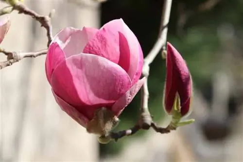 Magnolia ዛፍ - የመትከል እና እንክብካቤ መመሪያዎች