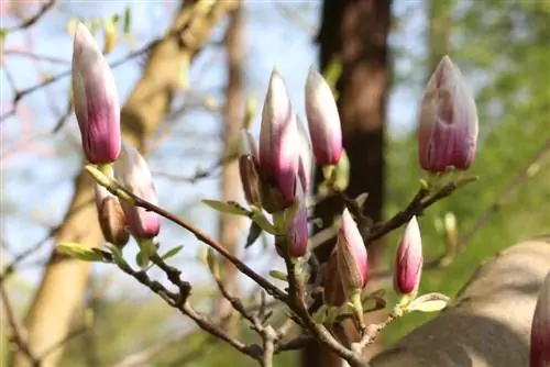 Tulipan magnolija - Magnolia soulangiana