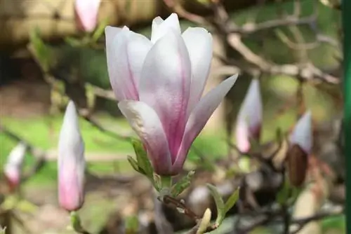 Tulipan magnolija - Magnolia soulangiana