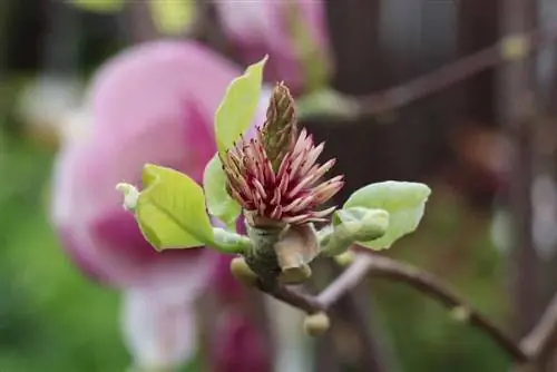 Magnolia tulip - Magnolia soulangiana