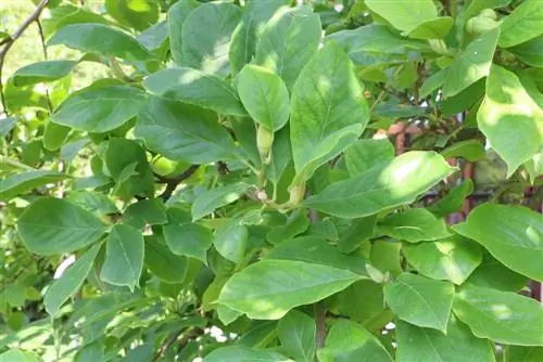 Magnolia tulip - Magnolia soulangiana