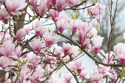 Tulip magnolia, Magnolia soulangiana - φροντίδα και κοπή