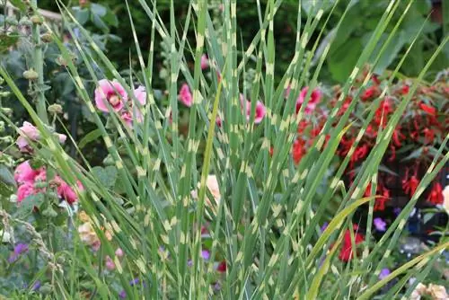 Зебра шөбі - Miscanthus sinensis