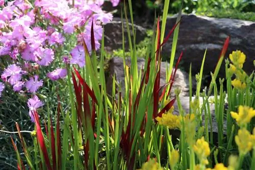 Hierba de pelo plateado - Imperata cylindrica