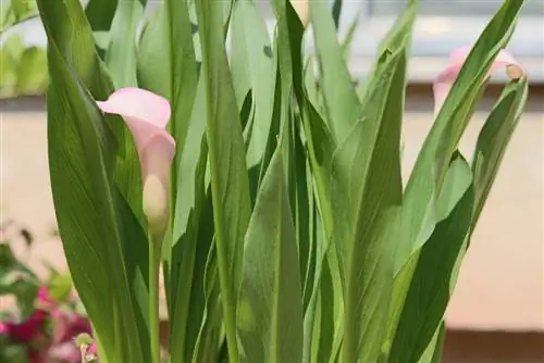 Calla Zantedeschia