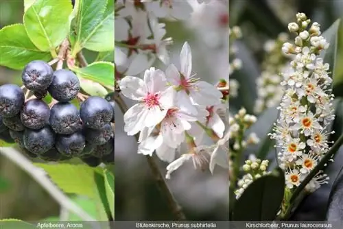 ornamental trees