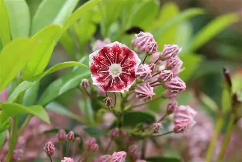 Sierbomen voor de voortuin - kleine bomen voor kleine tuinen