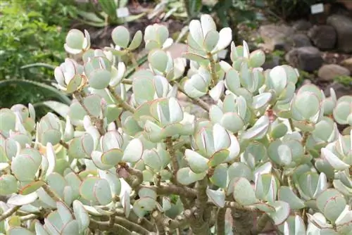 Pengaträd Crassula