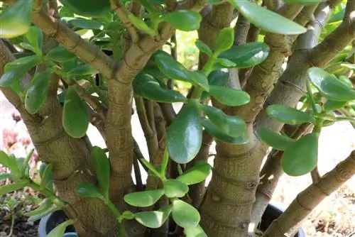 Arbre à argent Crassula