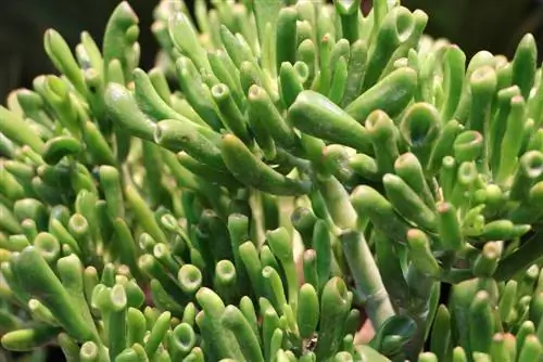 Pengaträd Crassula