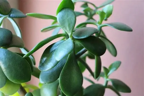 درخت پول، Crassula ovata/argentea - مراقبت از درخت پنی